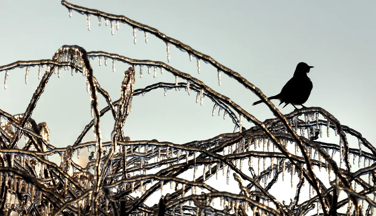 Seekor burung duduk di cabang pohon yang beku saat badai musim dingin di West Orange, New Jersey (18/12/2019). Suhu dingin tersebut diharapkan turun pada Kamis pagi. (Rick Loomis/Getty Images/AFP)