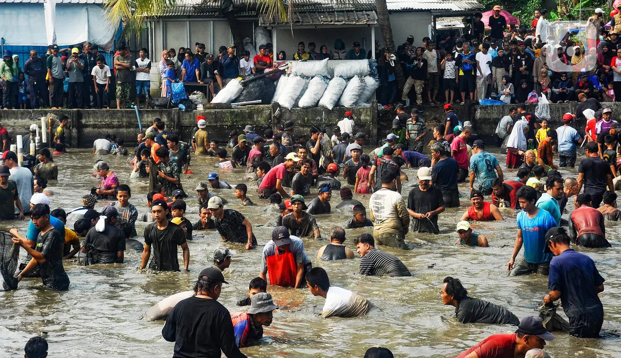 Ratusan warga menangkap ikan dengan tangan tangan kosong saat kegiatan Ngubek Empang di Jalan Abdul Ghani Raya, Kelurahan Kalibaru, Kecamatan Cilodong. Depok, Jawa Barat, Kamis (16/5/2024). (merdeka.com/Arie Basuki)