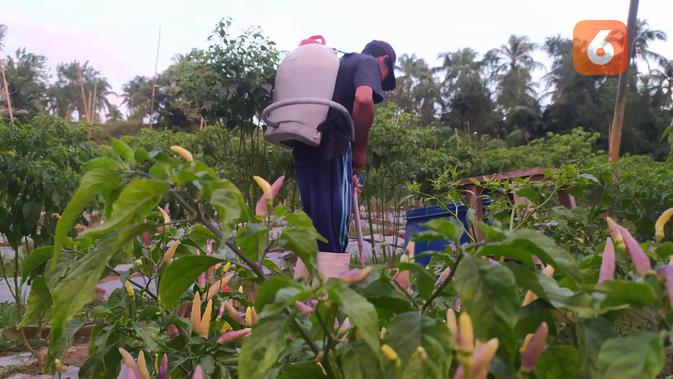 7 Trik Jitu Cegah Bunga Cabai Busuk di Musim Hujan demi Panen Cabai Maksimal