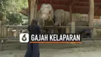 gajah kelaparan