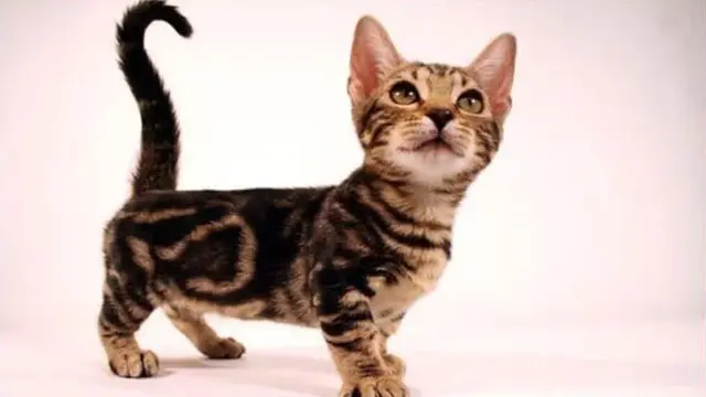Kucing Genetta