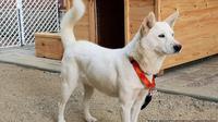 Ilustrasi anjing Pungsan, anjing khas Korea Utara (AP)