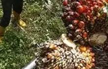 Pengusaha Kecewa Kinerja Industri Sawit Menurun Tahun Ini