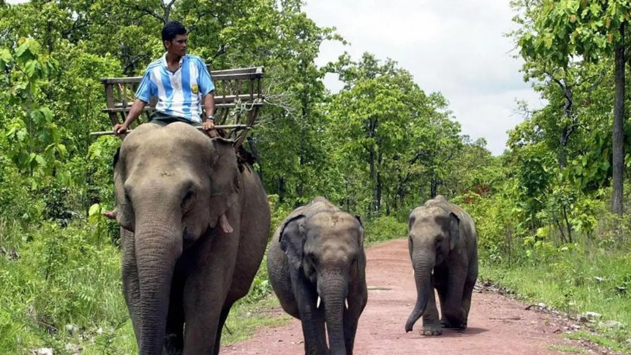 Ilustrasi gajah (AFP)