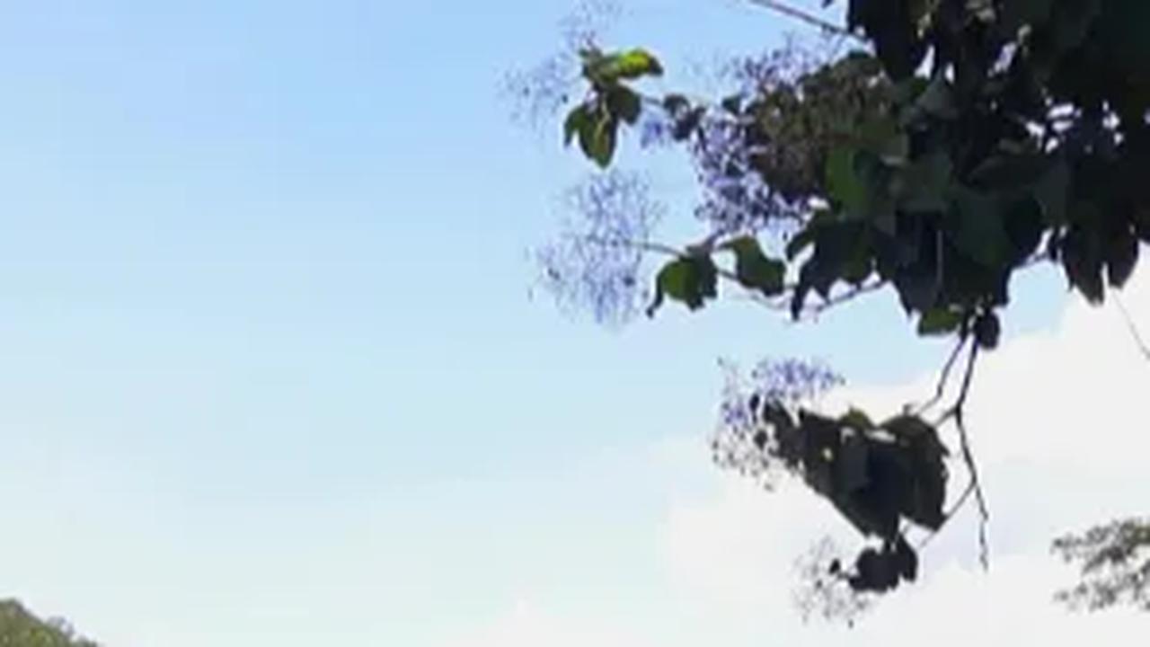 Dipenuhi Pepohohan Syahdu, Situ Gede Cocok Jadi Wisata Introvert di Kota Bogor