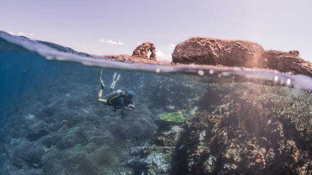 Menyelami Keindahan Bawah Laut Indonesia Lewat Wisata Selam