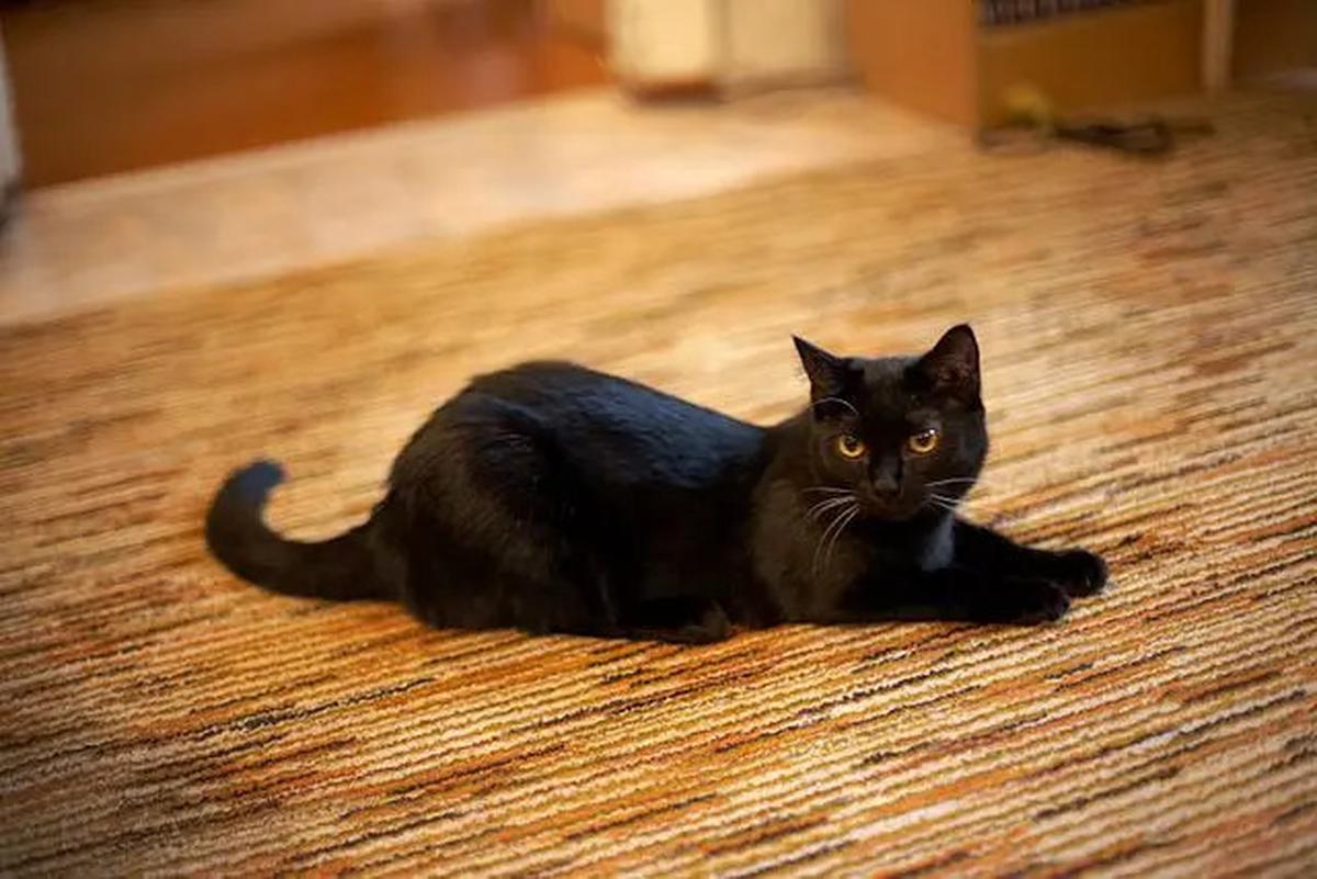 Ini Kucing Hitam yang Bantu Ilmuwan Temukan Virus Baru