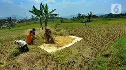 Harga gabah di tingkat petani saat ini mengalami kenaikan dari Rp 500 ribu/kwintal menjadi Rp 650 ribu/kwintal. (merdeka.com/Arie Basuki)