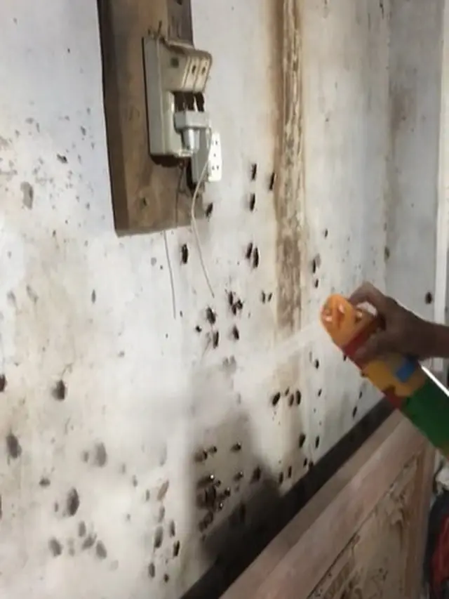Aksi Pria Basmi Ratusan Kecoak Ini Bikin Bergidik, Viral di Media Sosial