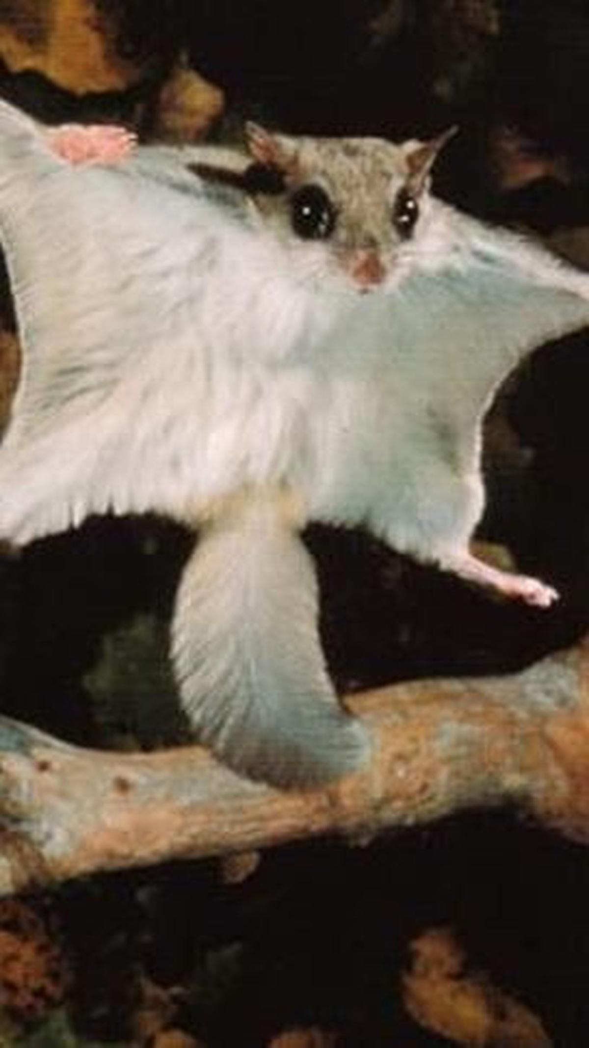 <b>Tupai Terbang</b>