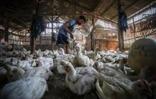 Kementan Perketat Pemantauan Harian Demi Jaga Stabilitas Harga Pakan Nasional