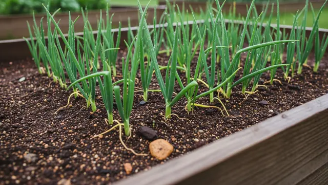 Tips Tanam Daun Bawang Supaya Tidak Busuk di Musim Hujan (AI)