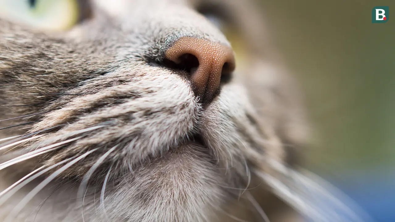 Hidung kucing adalah organ indera terpenting