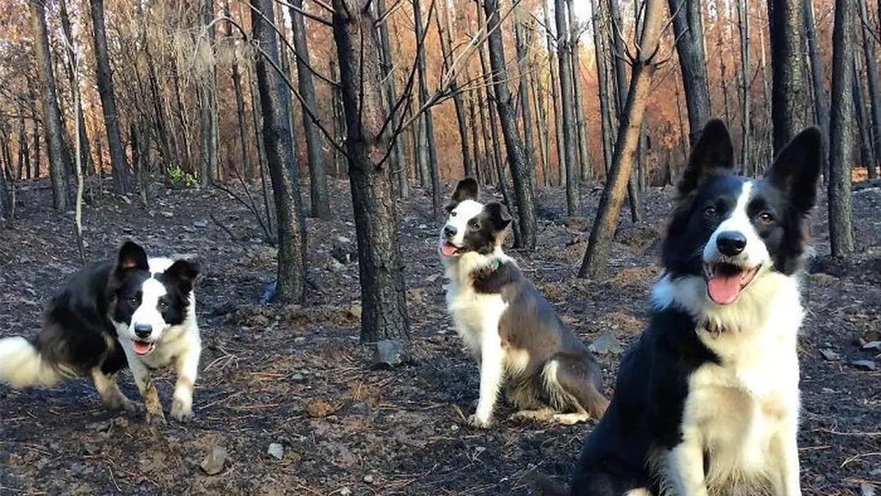 3 Anjing Border Collie Ini Pernah Jadi Pahlawan Hutan Chile, Sebarkan Benih Kehidupan Setelah Kebakaran Hebat