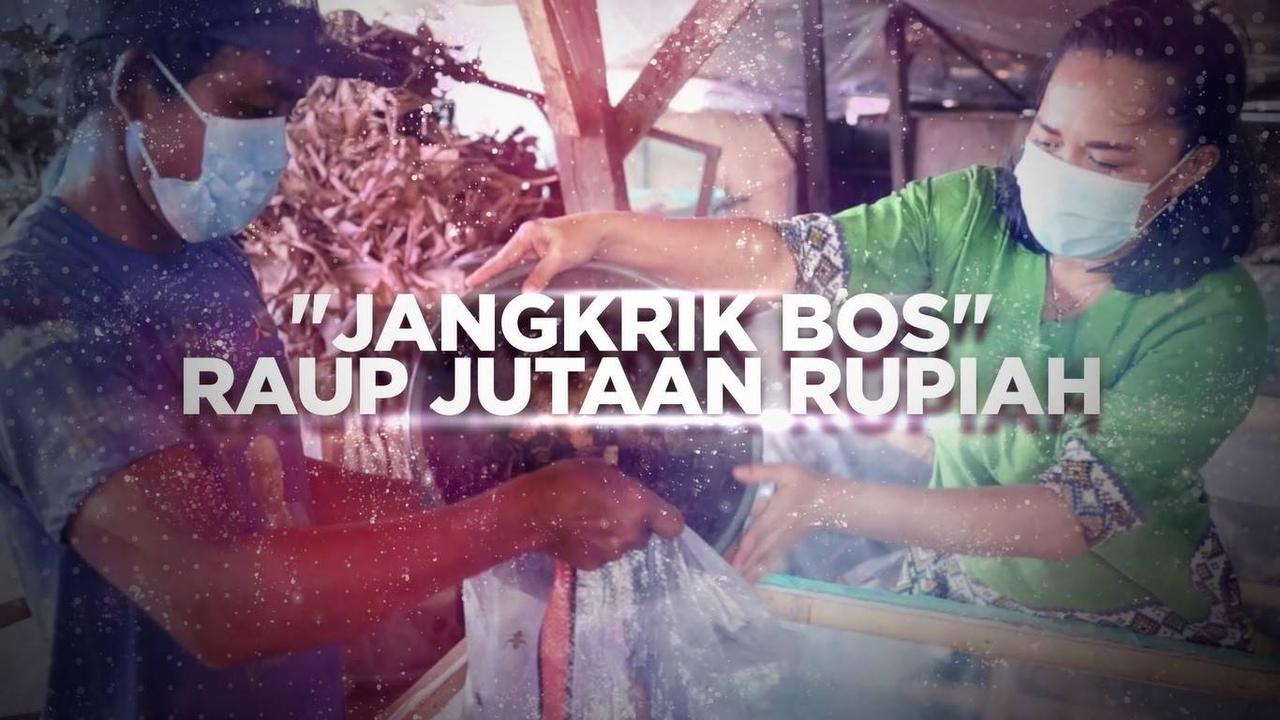 VIDEO: Ternak Jangkrik, Bisnis Unik yang Jarang Dilirik