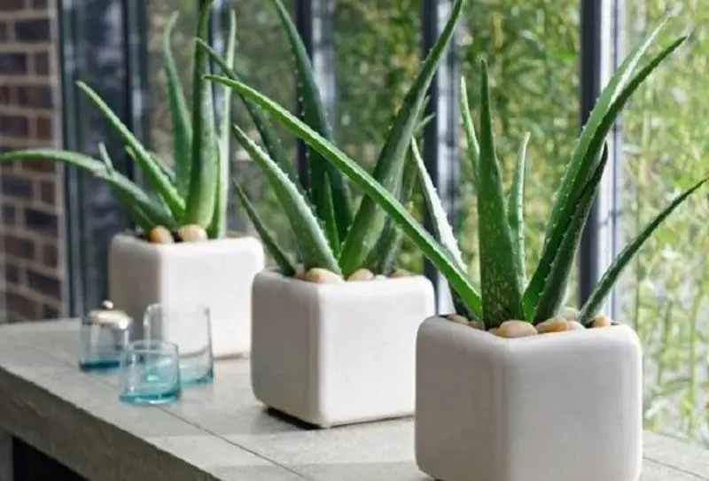 2. Aloe Vera (lidah buaya). Foto: WittyFeed