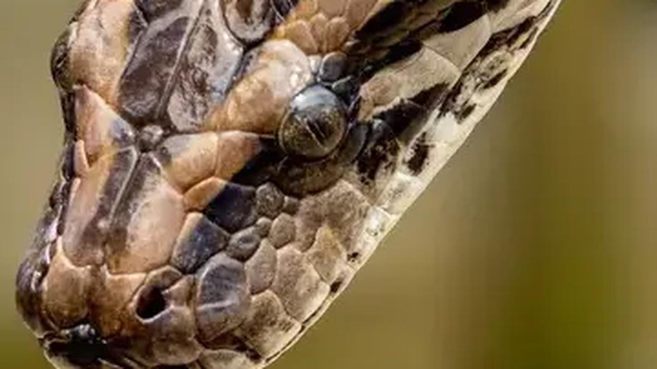 Tiga Ular Kalimantan Ini Tak Berkutik Usai Ditangkap Emak-Emak dengan Satu Tangan