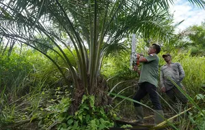 Ratusan Hektare Sawit Ilegal Menggerogoti Jantung Leuser
