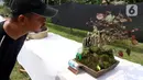 Pengunjung melihat tanaman bonsai saat pameran dan kontes di Lapangan Bola Chikal, Tapos, Depok, Jawa Barat, Minggu (4/12/2022). Pameran dan kontes tersebut terdiri dari dua kelas, yaitu kelas prospek dan kelas jadi. (merdeka.com/Arie Basuki)