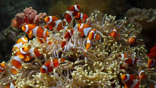 Ilustrasi ikan badut, nemo