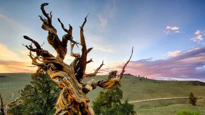 Pohon Methuselah di Big Pine, California pada 29 Juni 2013. (Dok.Yen Chao / Flickr via EcoWatch)