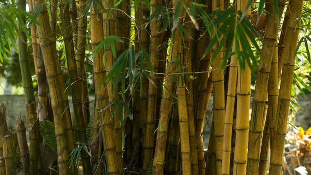7 Jenis Tanaman Rimbun yang Jadi Tempat Favorit Ular Bersarang, Kenali dengan Pasti