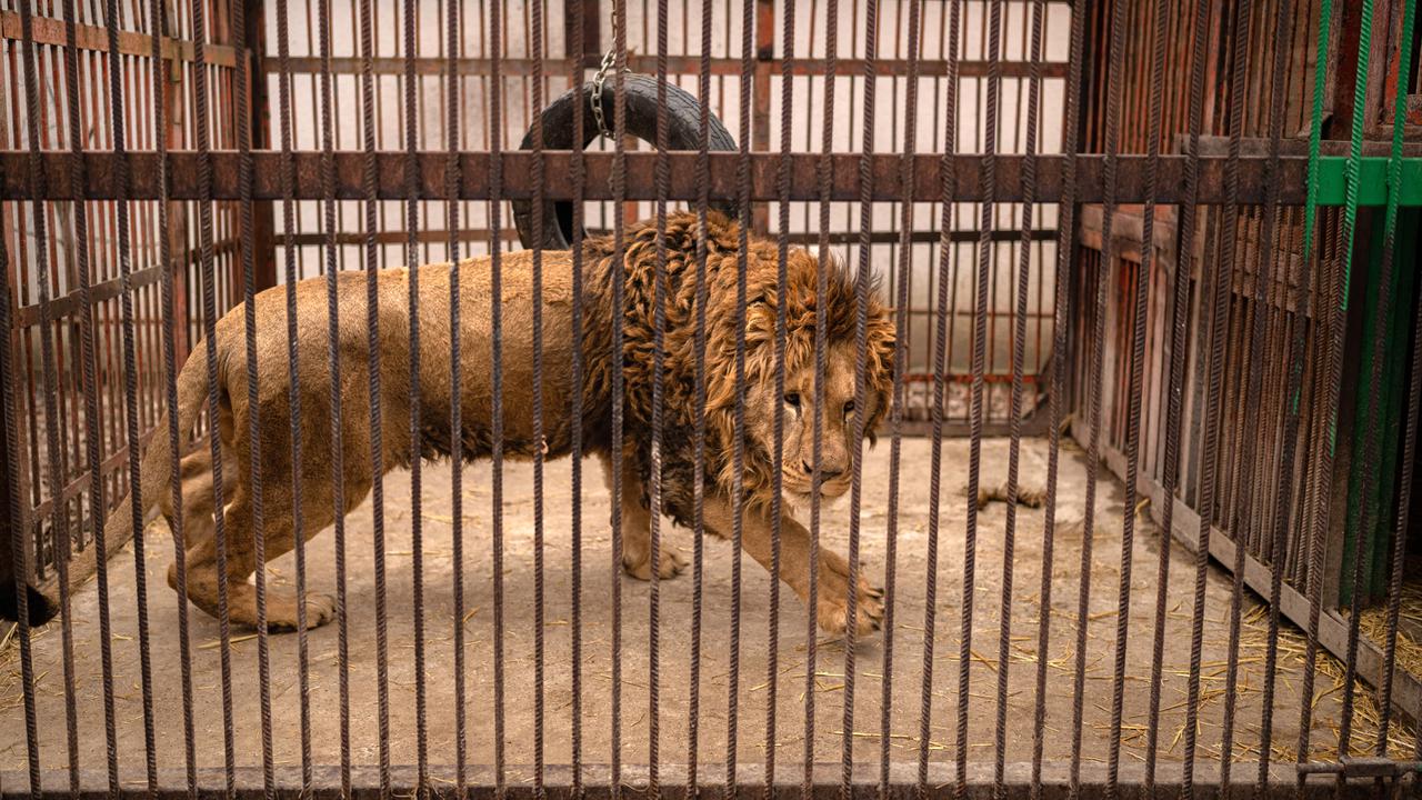 Penyelamatan Hewan Liar dari Perang Ukraina