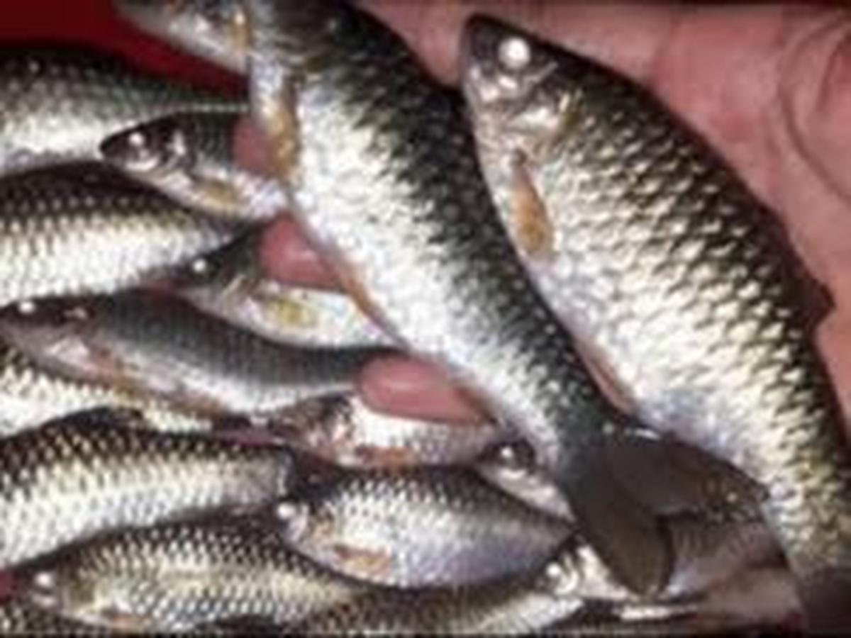 Ikan Wader Cangkul