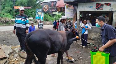 Penyemprotan disinfektan terhadap sapi potong di Probolinggo (Istimewa)