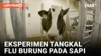 Puluhan peternakan sapi perah di belasan negara bagian AS sejak April melaporkan kasus flu burung, bahkan 4 pekerja peternakan sapi sempat terinfeksi. Peneliti terus memantau penularan antar-spesies ini, dan memanfaatkan teknologi melawan Covid untuk...