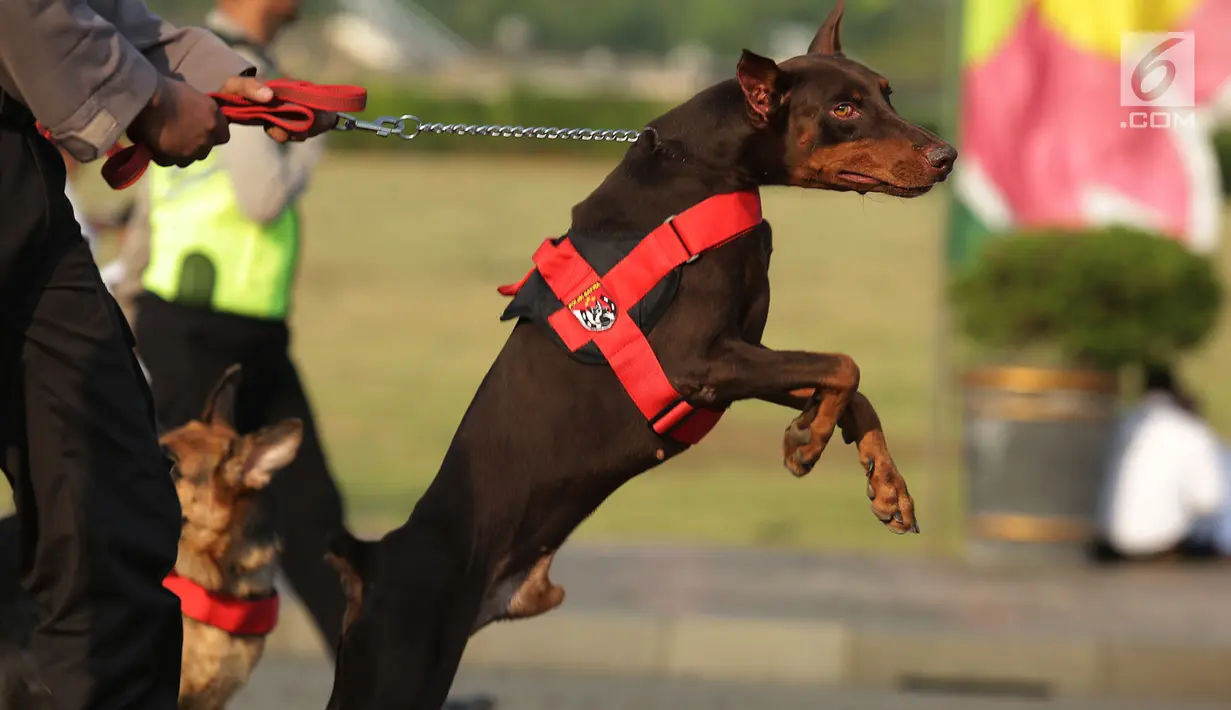 Satwa anjing K9 mengikuti apel gabungan Penyelenggara Pemilu 2019 di Lapangan Monas, Selasa (18/9). Apel yang diikuti 3.000 personel TNI Polri itu dipimpin Kapolri Jenderal Tito Karnavian dan Panglima TNI Marsekal Hadi Tjahjanto. (Merdeka.com/Imam Buhori)