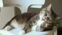 Ilustrasi penyebab kutu kucing/Copyright pexels/Cats Coming