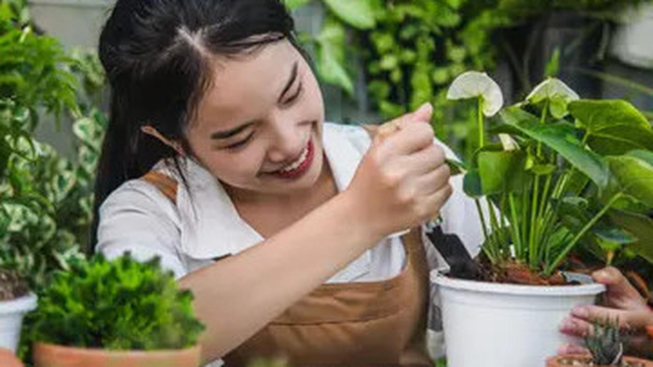 Studi: Orang yang Suka Berkebun Mungkin Memiliki Kualitas Tidur yang Lebih Baik