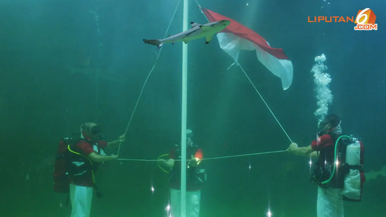 hiu-bendera-130817c.jpg