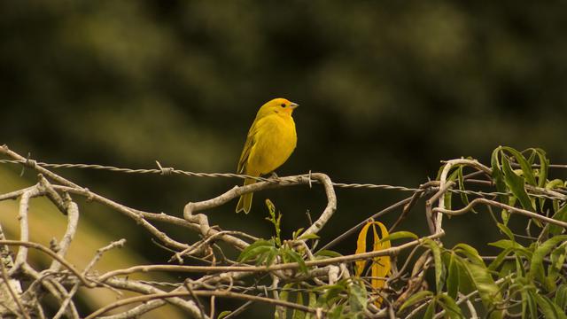 Ciri kenari jantan bakalan dari kicauannnya