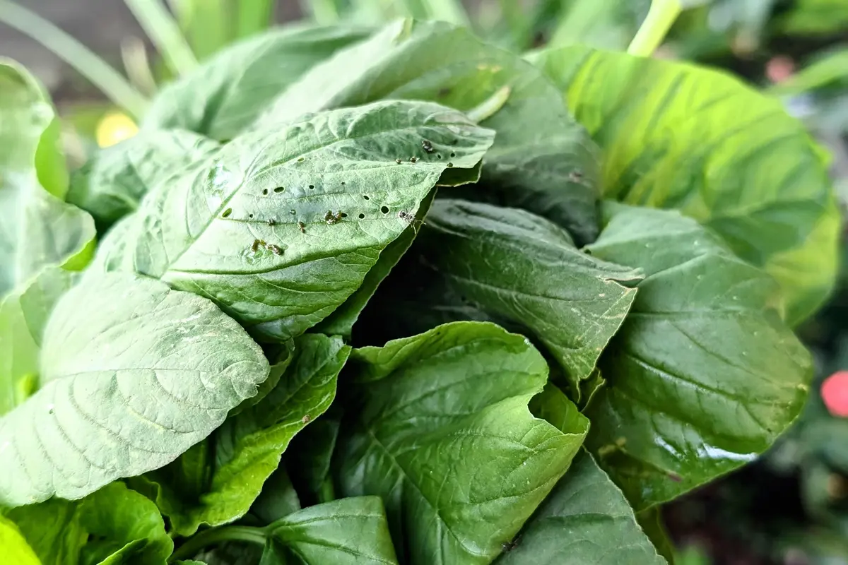 Bayam Disebut Makanan Super, Bagus Dikonsumsi oleh Pasien Hipertensi dan Diabetes