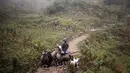 Seorang warga Desa Zhongdong saat menggembala binatang ternaknya tak jauh dari gua di Desa Zhongdong, Provinsi Guizhou, China (6/10/2016). (AFP Photo / FredDufour)