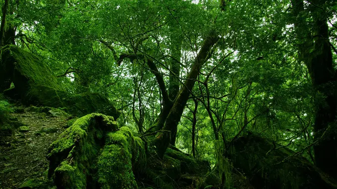 30 Tanaman Apotek Hidup dan Manfaatnya (Part 3)