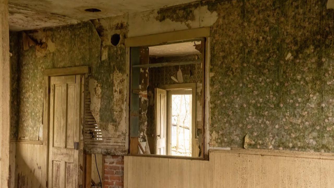 Waspadai Black Mold pada Dinding, Jamur Berbahaya bagi Kesehatan