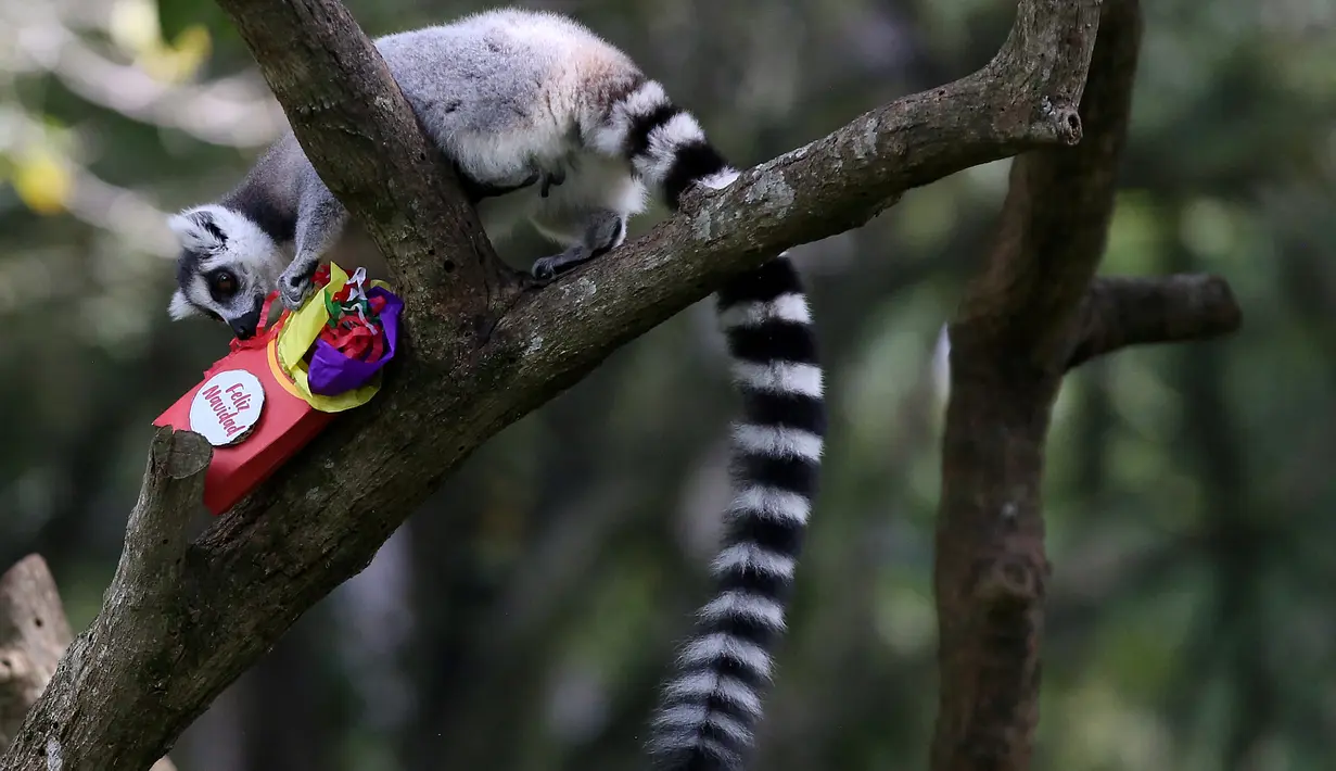 Seekor lemur catta mencoba membuka kotak setelah hewan di kebun binatang Cali menerima hadiah makanan sebagai bagian dari perayaan Natal tradisional, di Kolombia pada Senin (20/12/201). (Paola MAFLA / AFP)