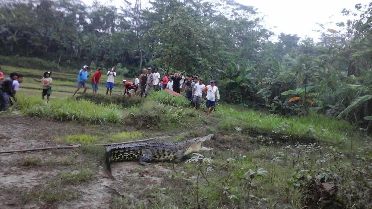 Dari Mana Asal Buaya 4 Meter yang Muncul di Sawah Warga Kebumen?