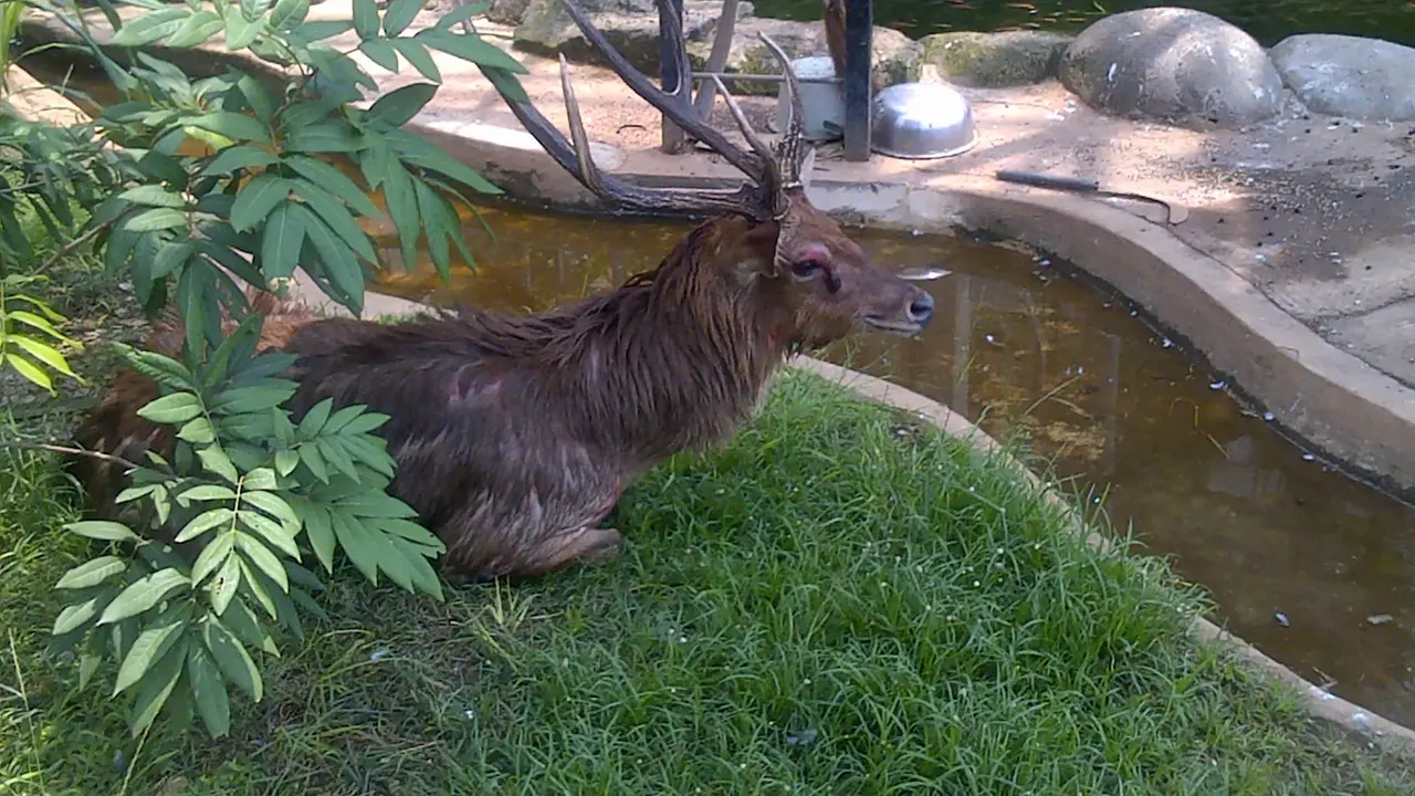 Rusa