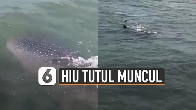 Beredar video hiu tutul muncul di perairan banten. Kejadian ini terekam oleh seorang netizen yang sedang pergi memancing.