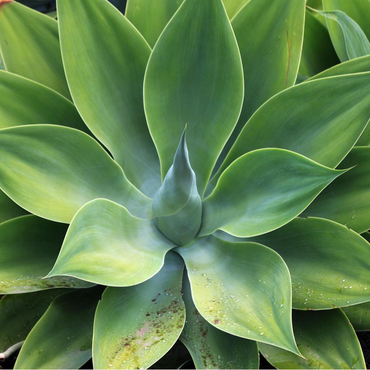Tanaman Agave