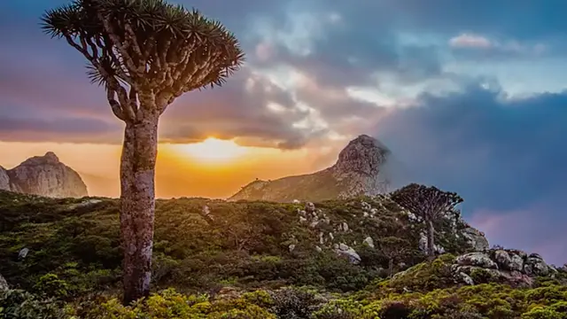socotra island