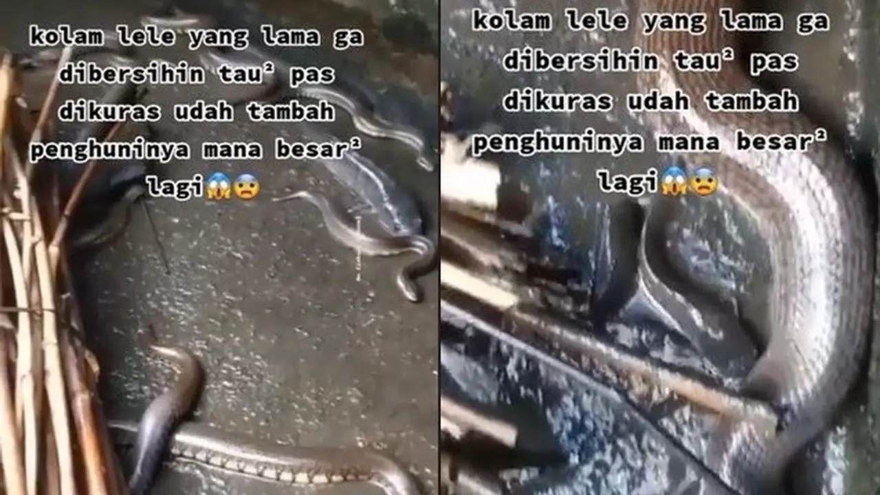 Lama Tak Dibersihkan, Penampakan Kolam Ikan Lele Ini Bikin Merinding