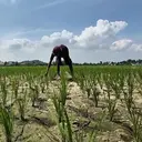 BMKG Ungkap Prakiraan Musim Hujan Lampung Mundur