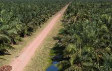 Bakrie Sumatera Plantations Lapor ke BEI: Belum Ada Aksi Korporasi Terkait PP Tata Kelola Ekspor SDA