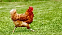 Ilustrasi Ayam Jago/https://unsplash.com/James&nbsp;Wainscoat