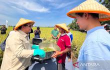 Bappenas Dorong Padi Hibrida: Potensi 10 Ton/Ha Hadapi Tantangan Produktivitas Pertanian Nasional